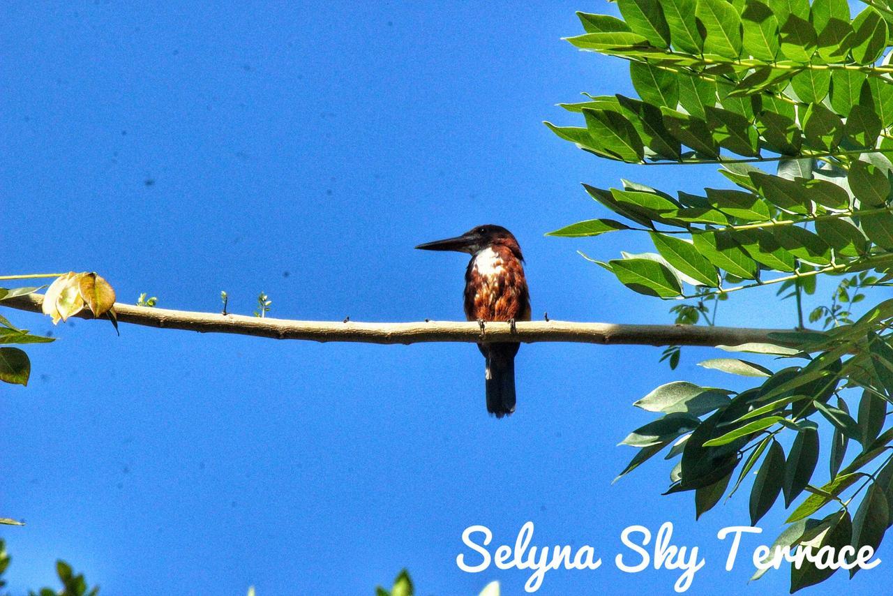 Selyna Sky Terrace Bed & Breakfast Kandy Ngoại thất bức ảnh